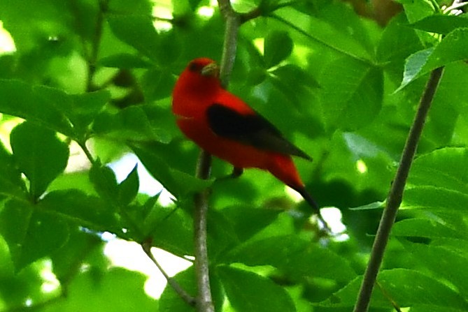 Scarlet Tanager - Gregory Hartman