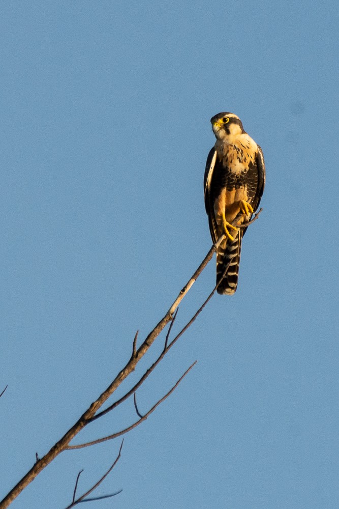 Aplomado Falcon - lorenia Peregrine