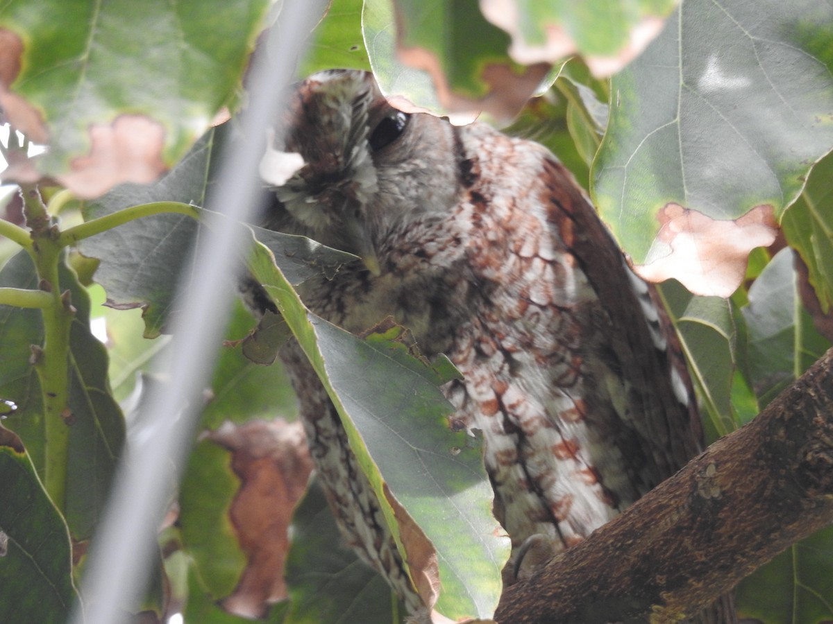 Eastern Screech-Owl - Wendy Meehan