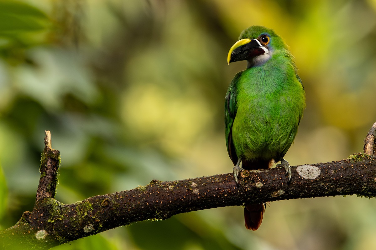 Southern Emerald-Toucanet - Michael Cook