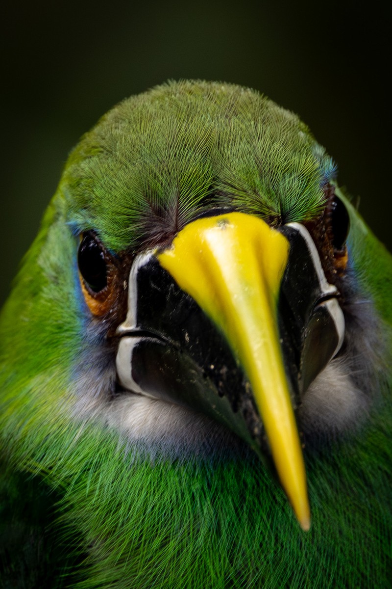 Southern Emerald-Toucanet - Michael Cook