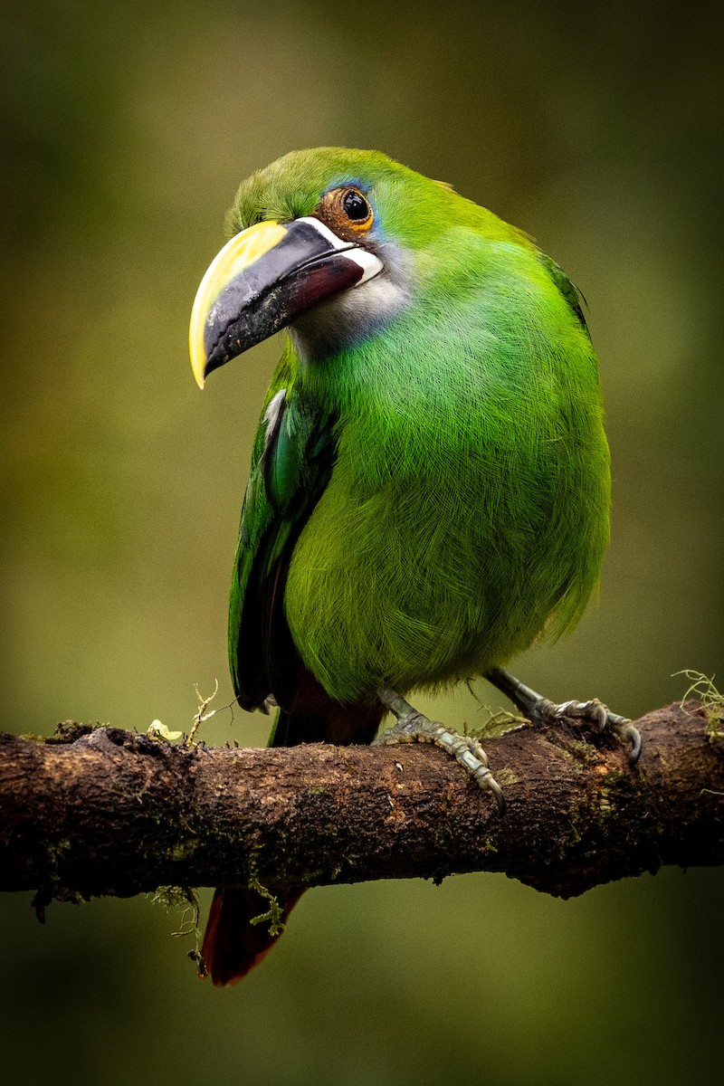 Southern Emerald-Toucanet - Michael Cook