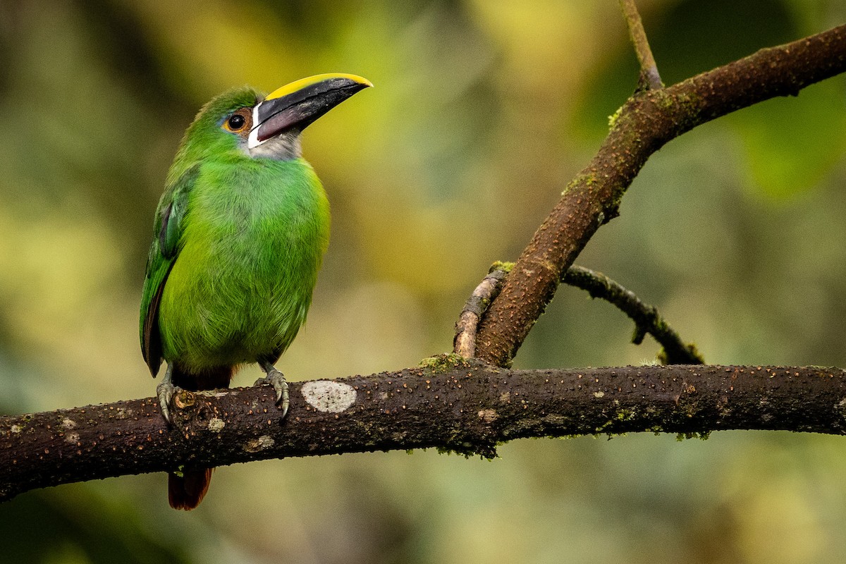 Southern Emerald-Toucanet - Michael Cook