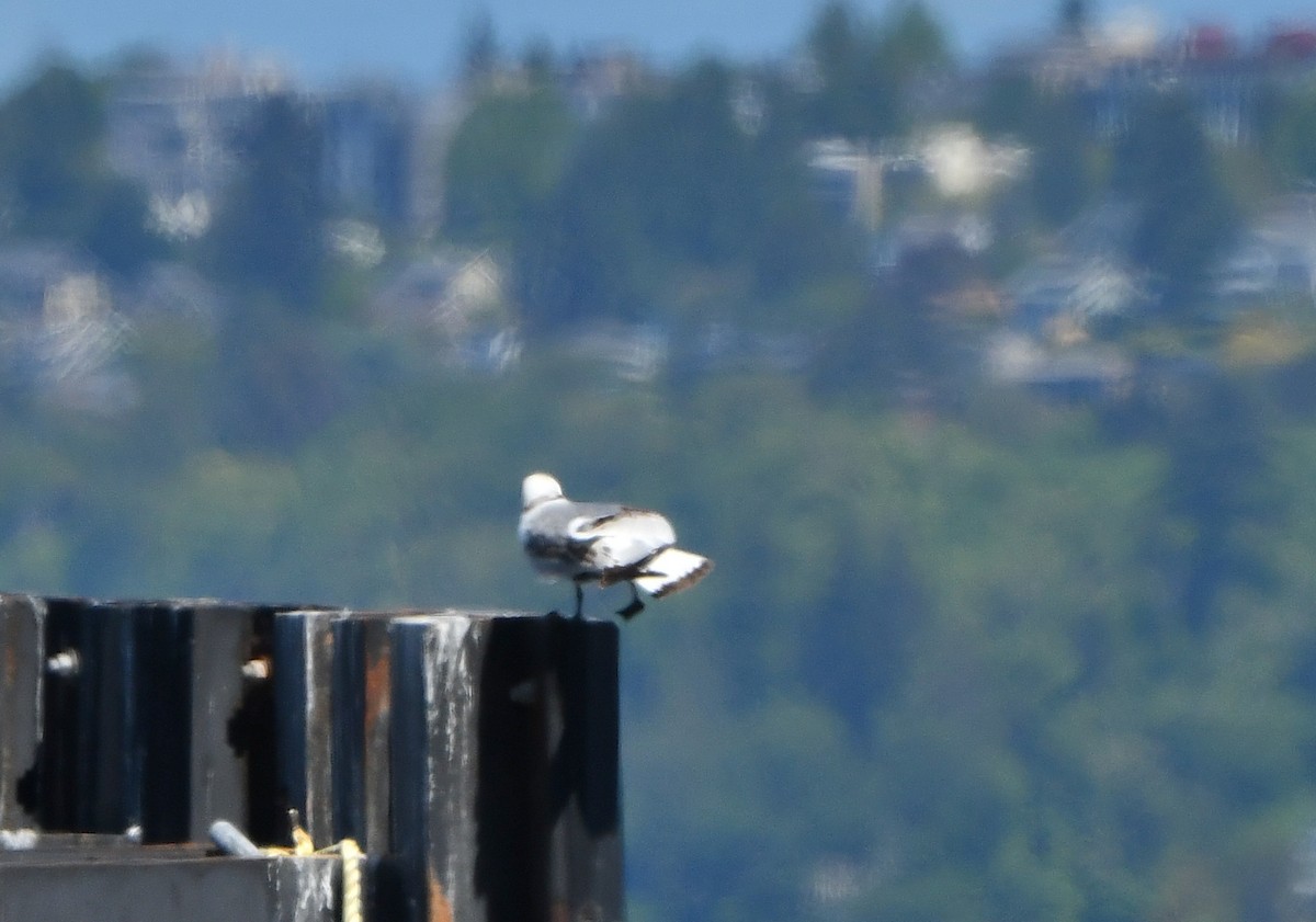 Black-legged Kittiwake - Carol Riddell