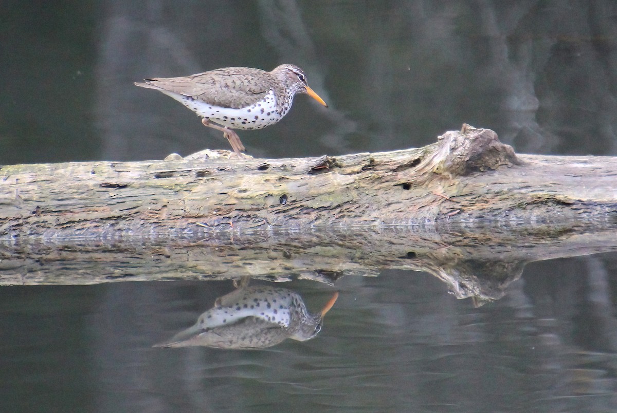 Spotted Sandpiper - Elaine Cassidy