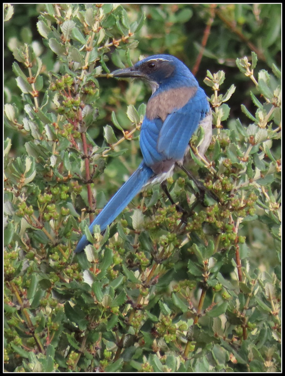 California Scrub-Jay - ML619317405