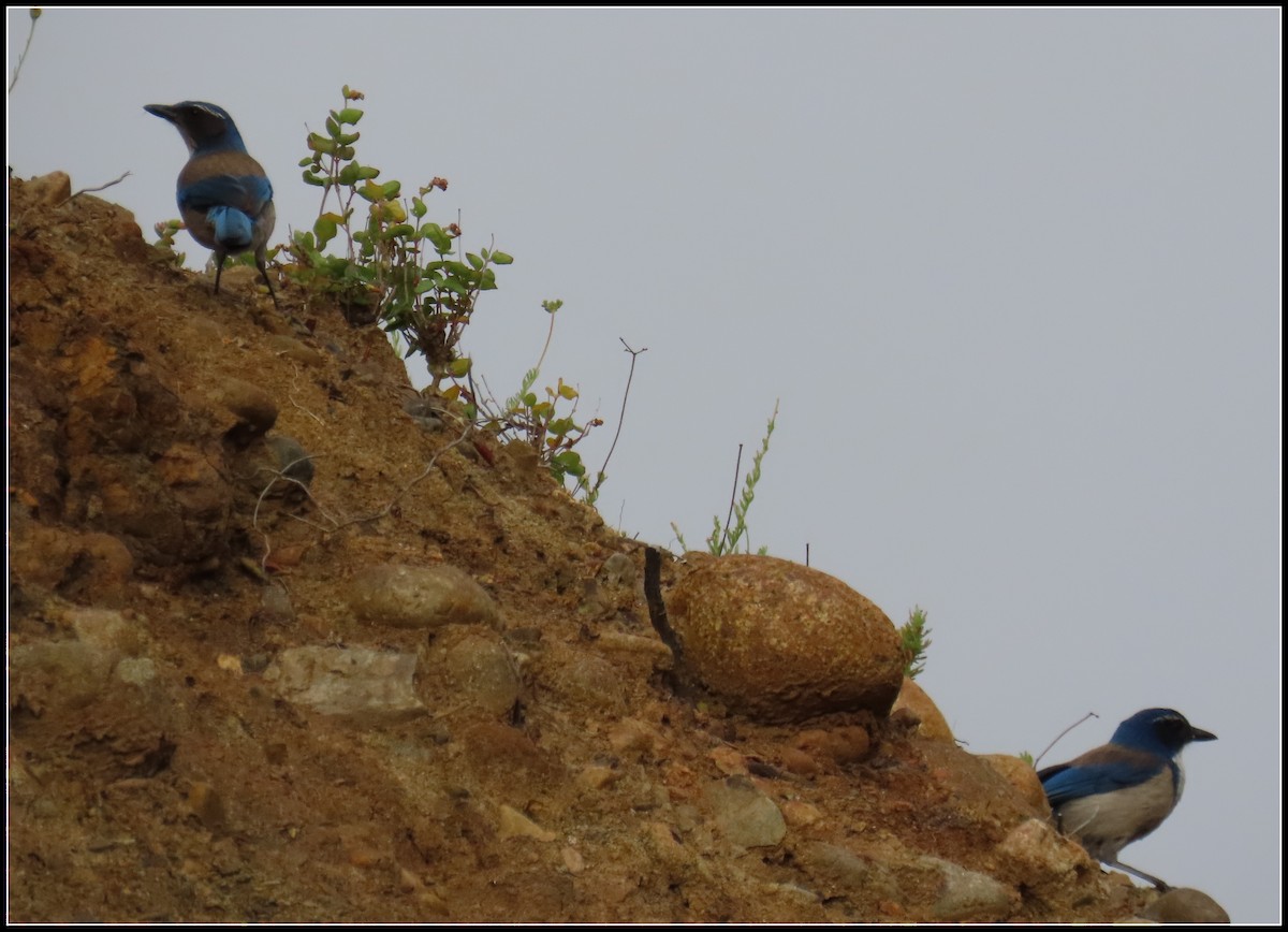 California Scrub-Jay - ML619317407