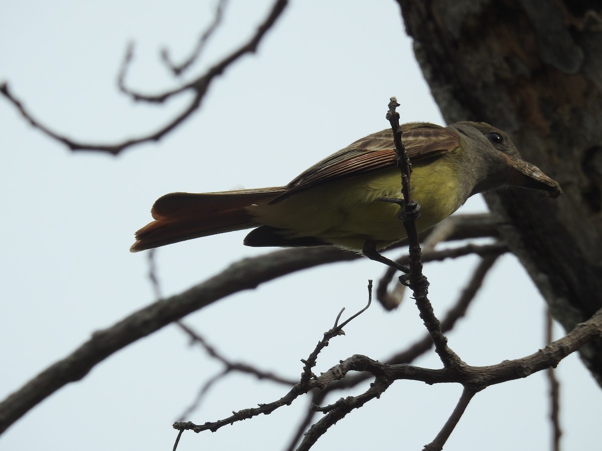 Great Crested Flycatcher - Wendy Meehan