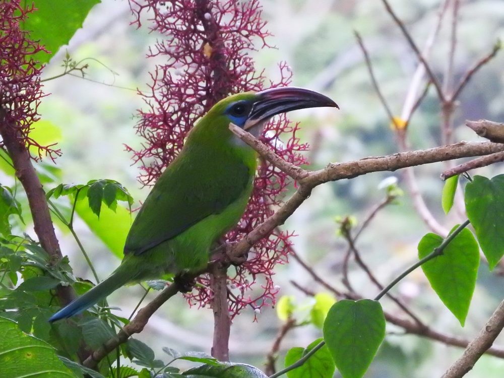 Toucanet à bec sillonné - ML619317426