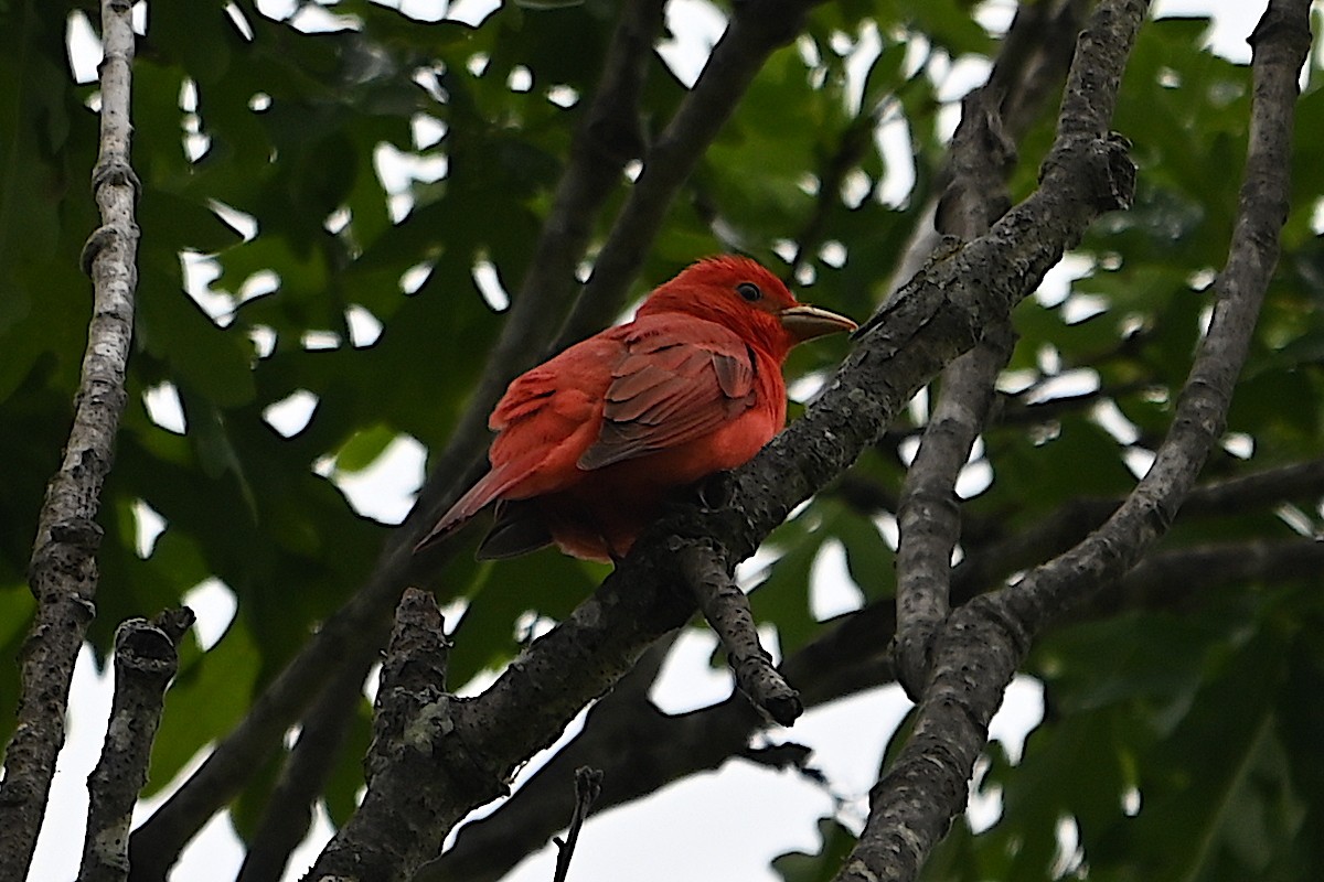 Summer Tanager - Chad Ludwig