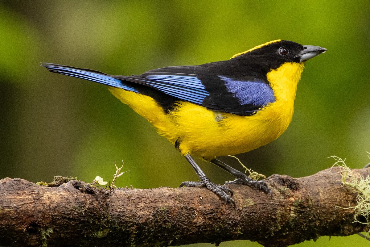 Blue-winged Mountain Tanager - Michael Cook