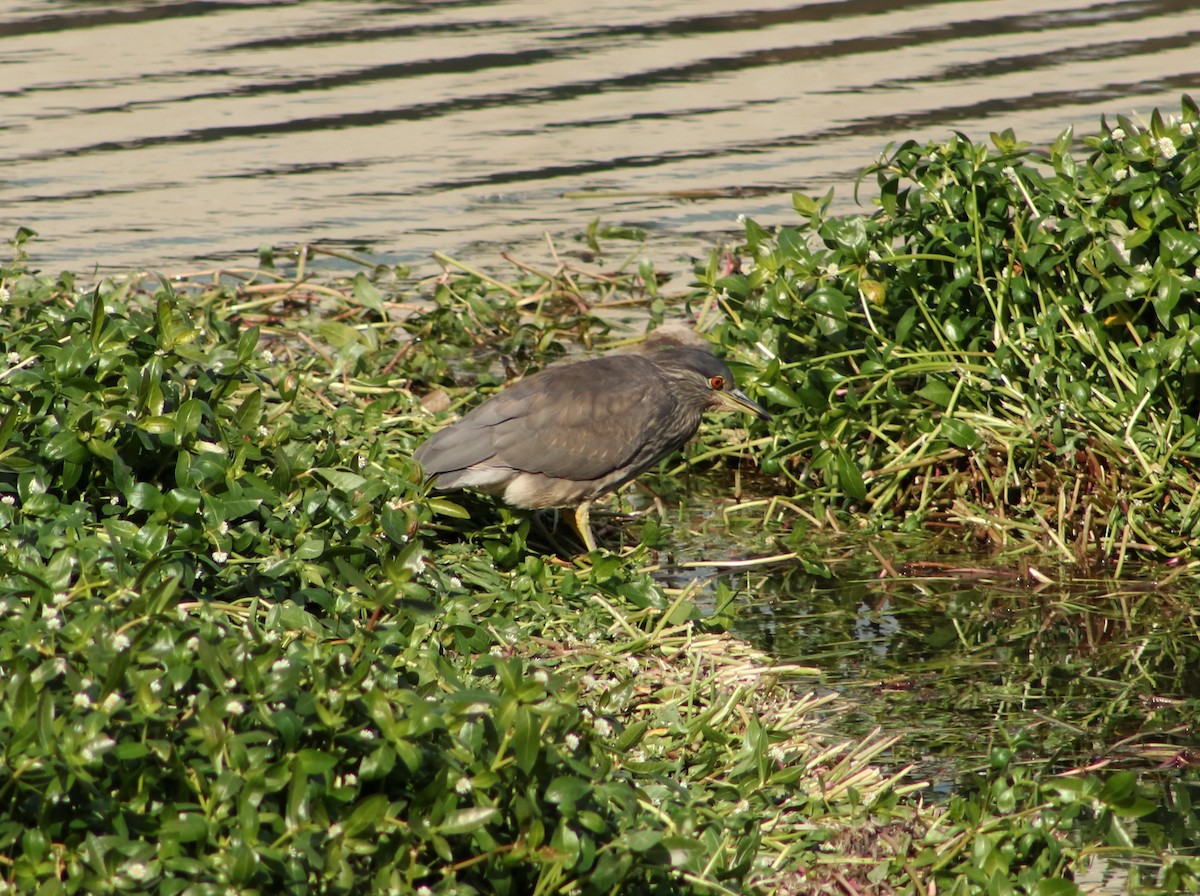 Black-crowned Night Heron - Patricio Camacho