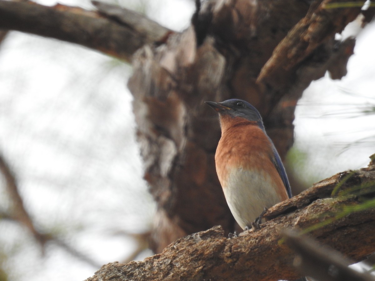 Eastern Bluebird - Wendy Meehan