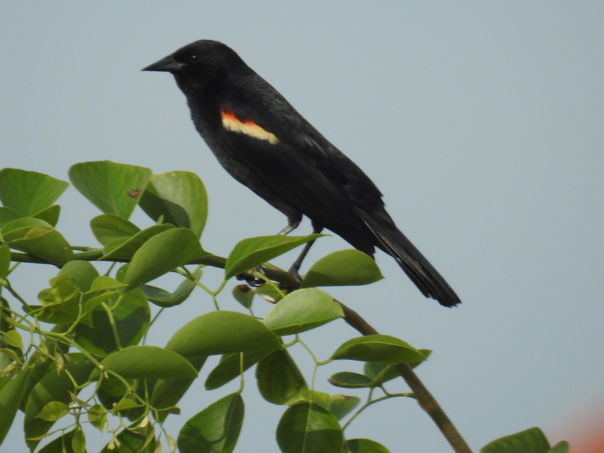Red-winged Blackbird - Wendy Meehan