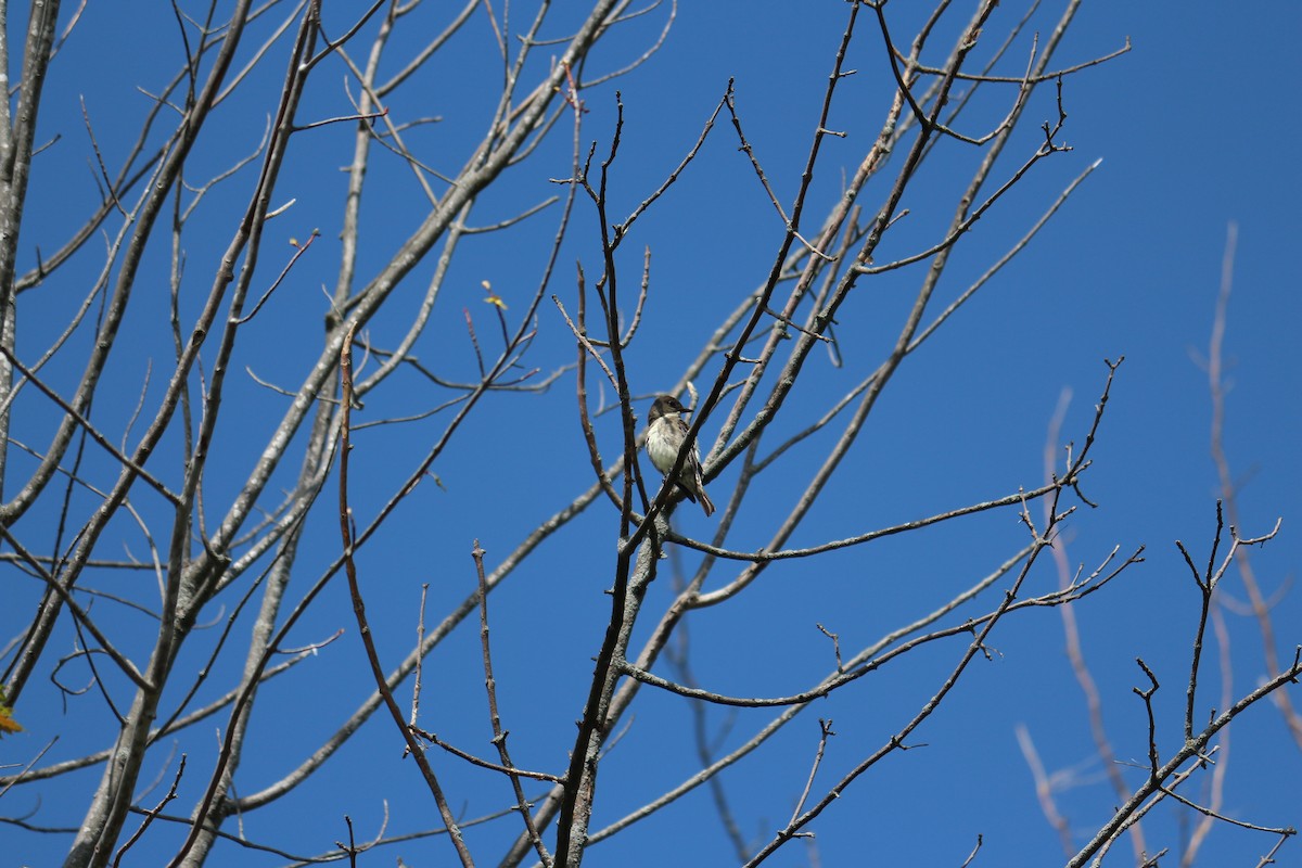 Olive-sided Flycatcher - ML619317465