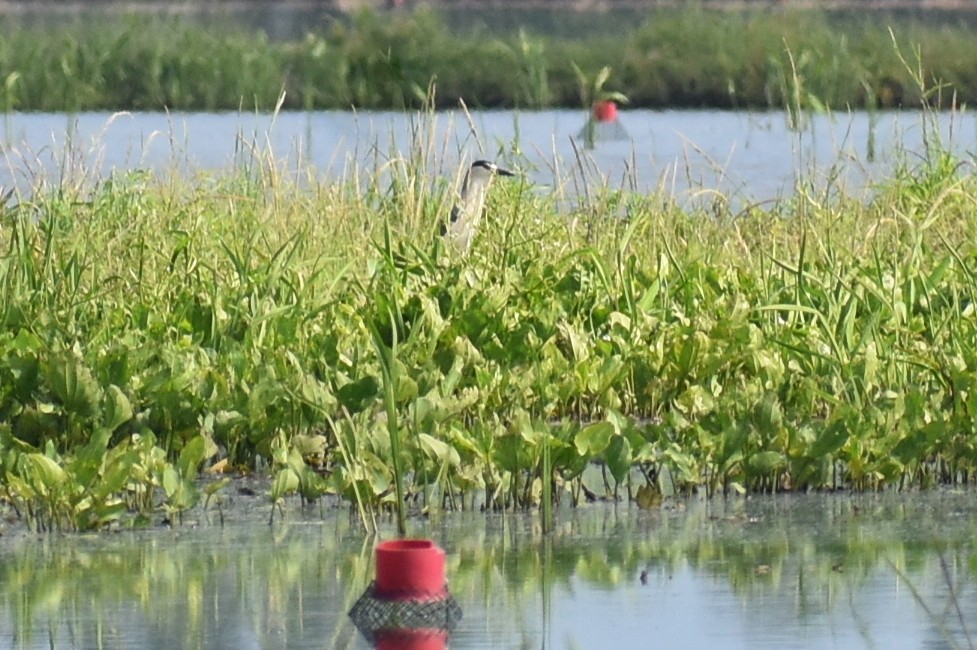 Black-crowned Night Heron - Claire H