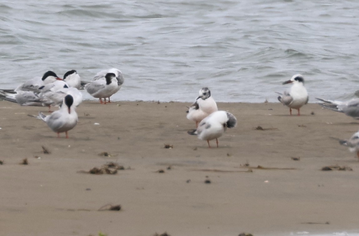 Little Gull - Ezra Staengl