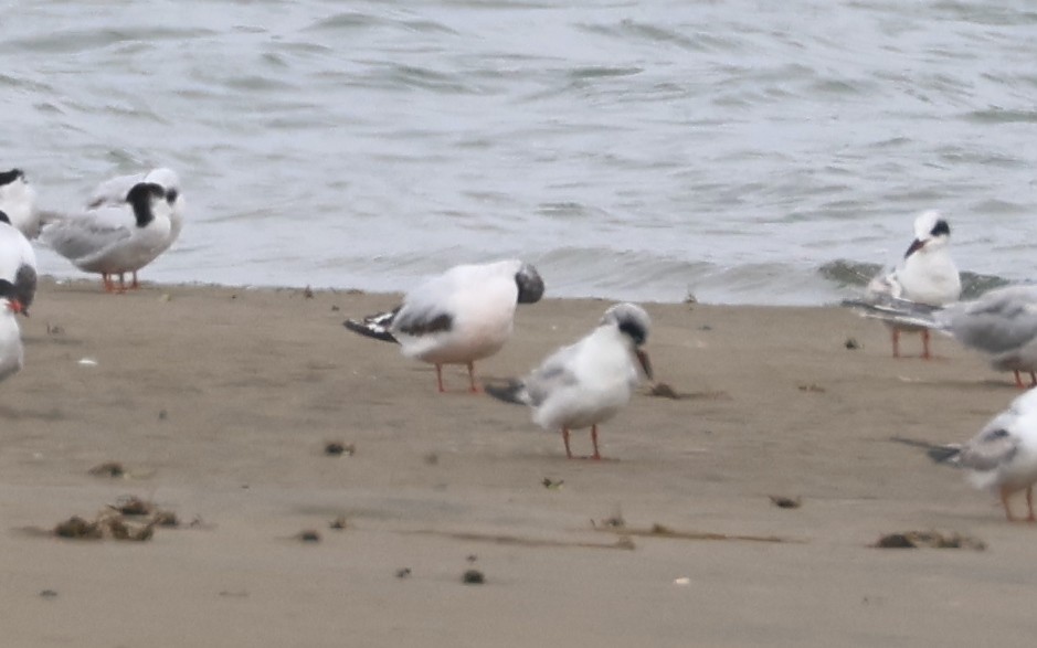 Little Gull - Ezra Staengl