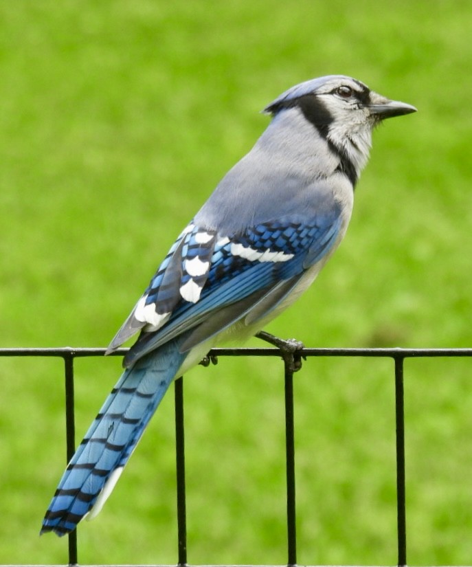 Blue Jay - Mia Burroughs