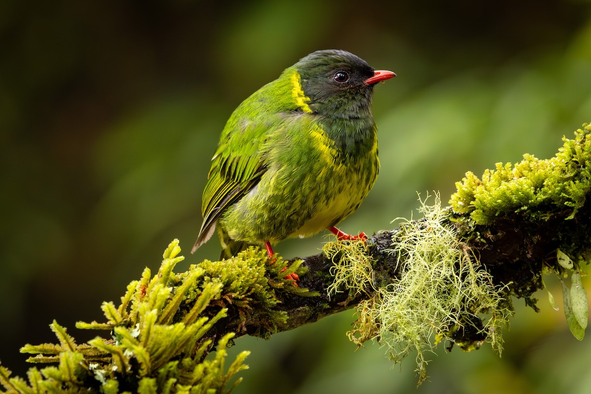 Green-and-black Fruiteater - Michael Cook