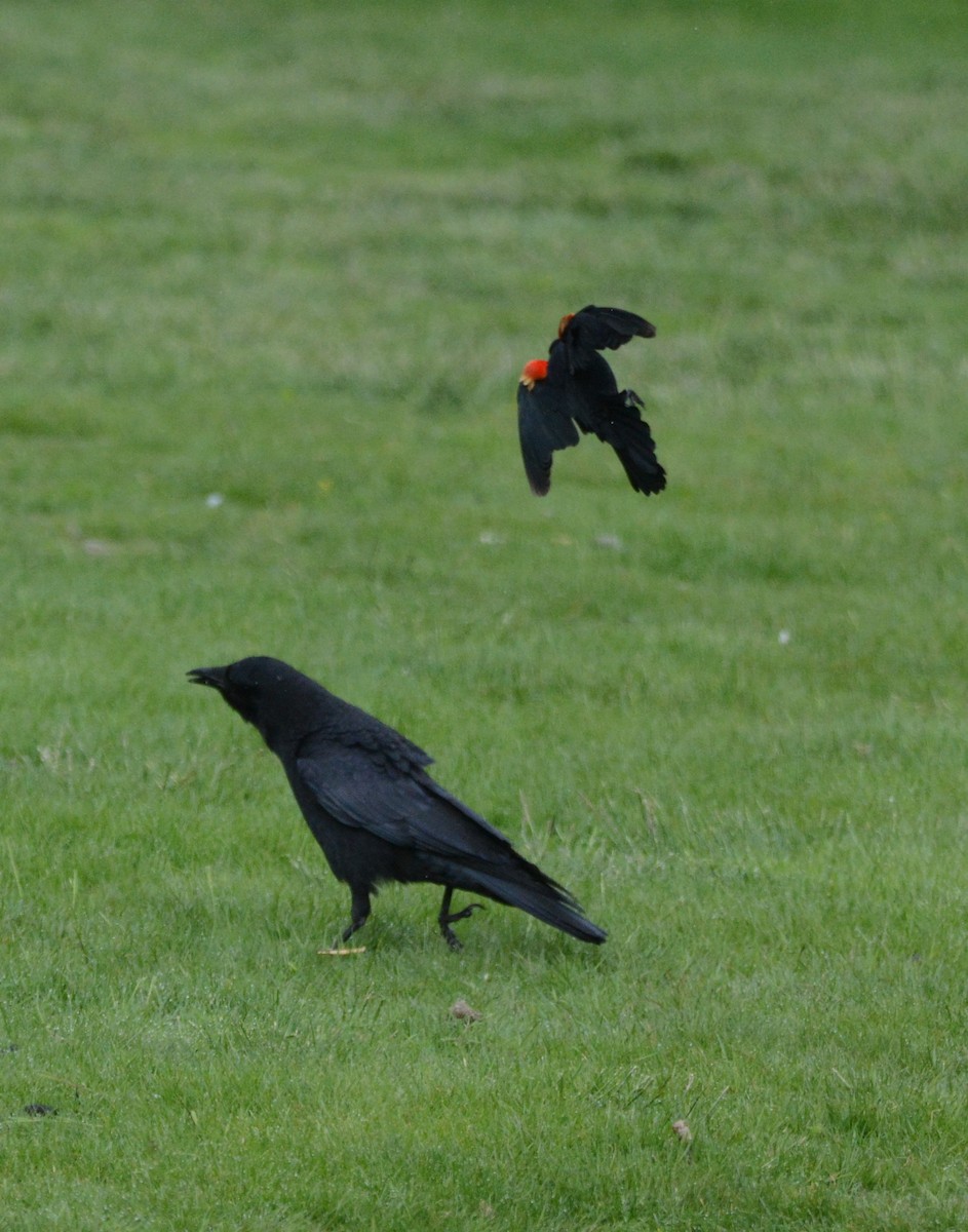 American Crow - ML619317500