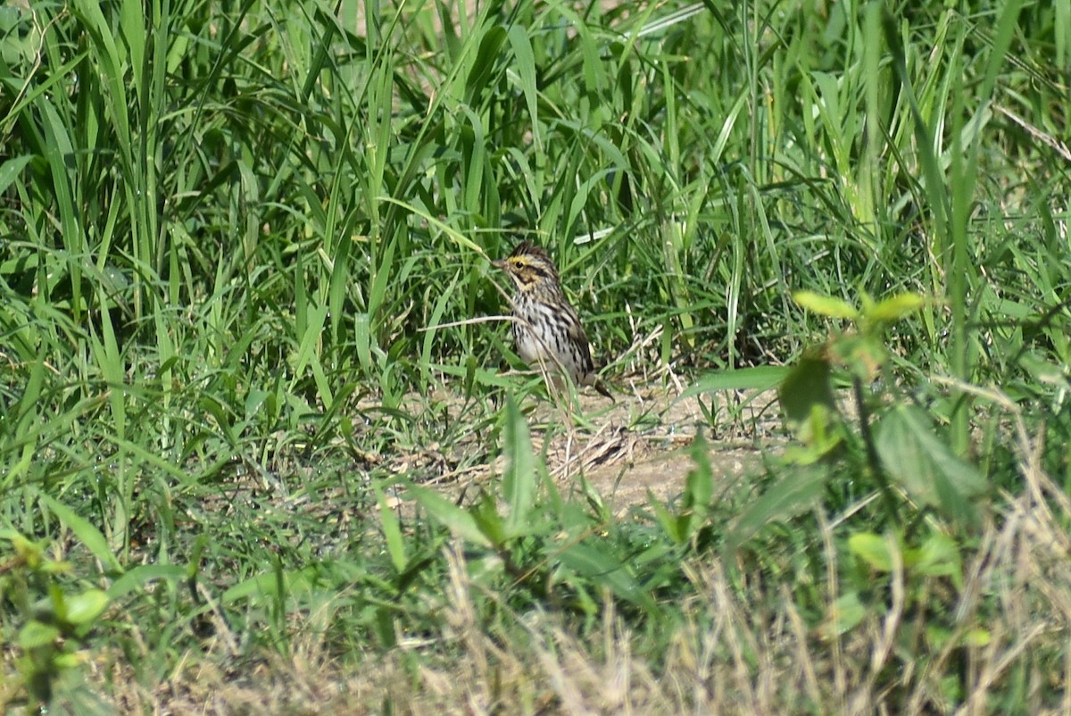 Savannah Sparrow - Claire H