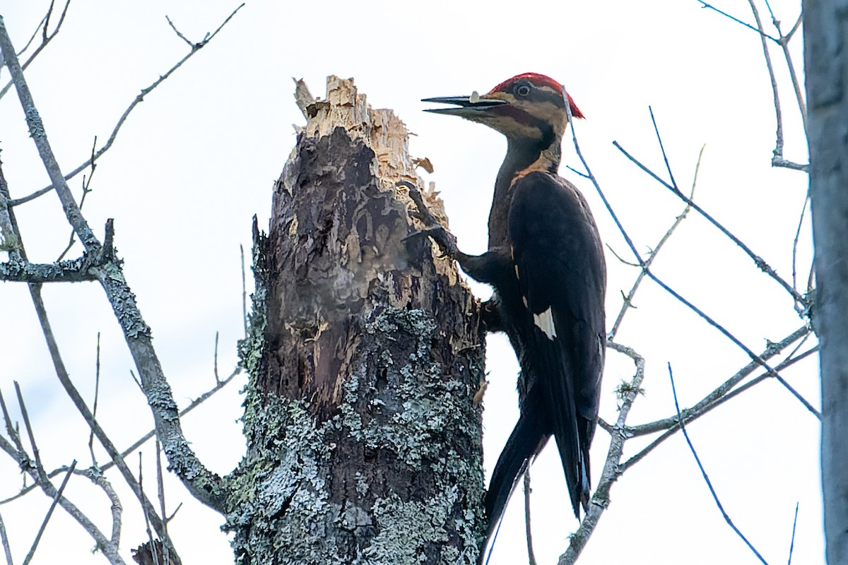 Pileated Woodpecker - Rick Veazey