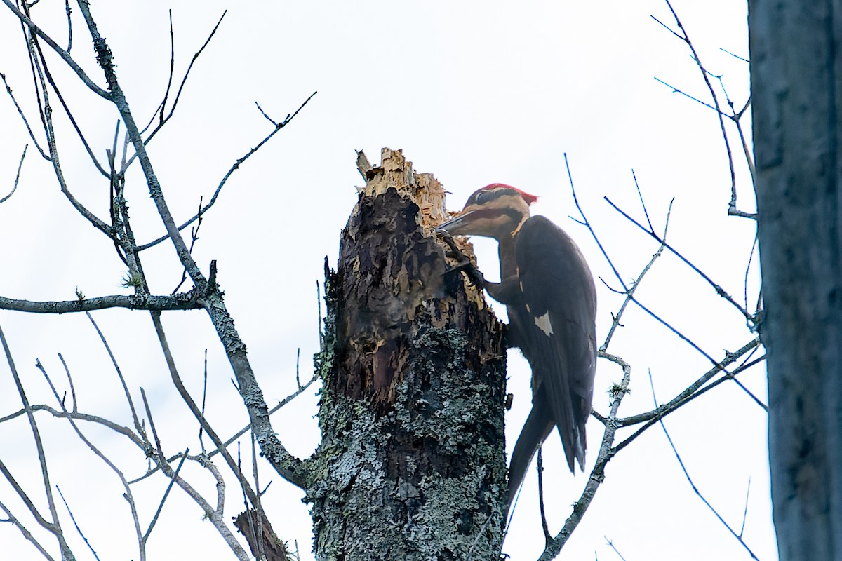 Pileated Woodpecker - Rick Veazey