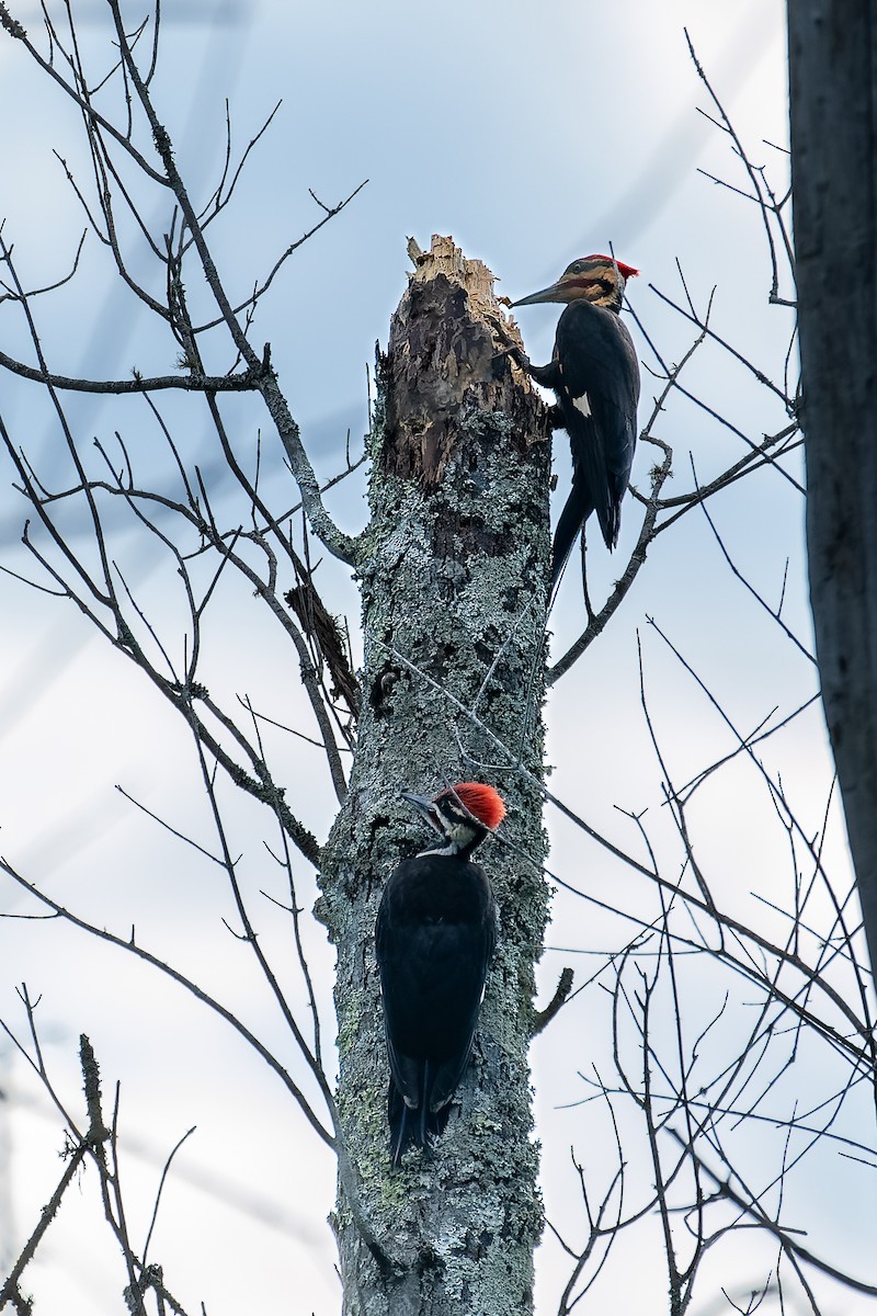 Pileated Woodpecker - Rick Veazey