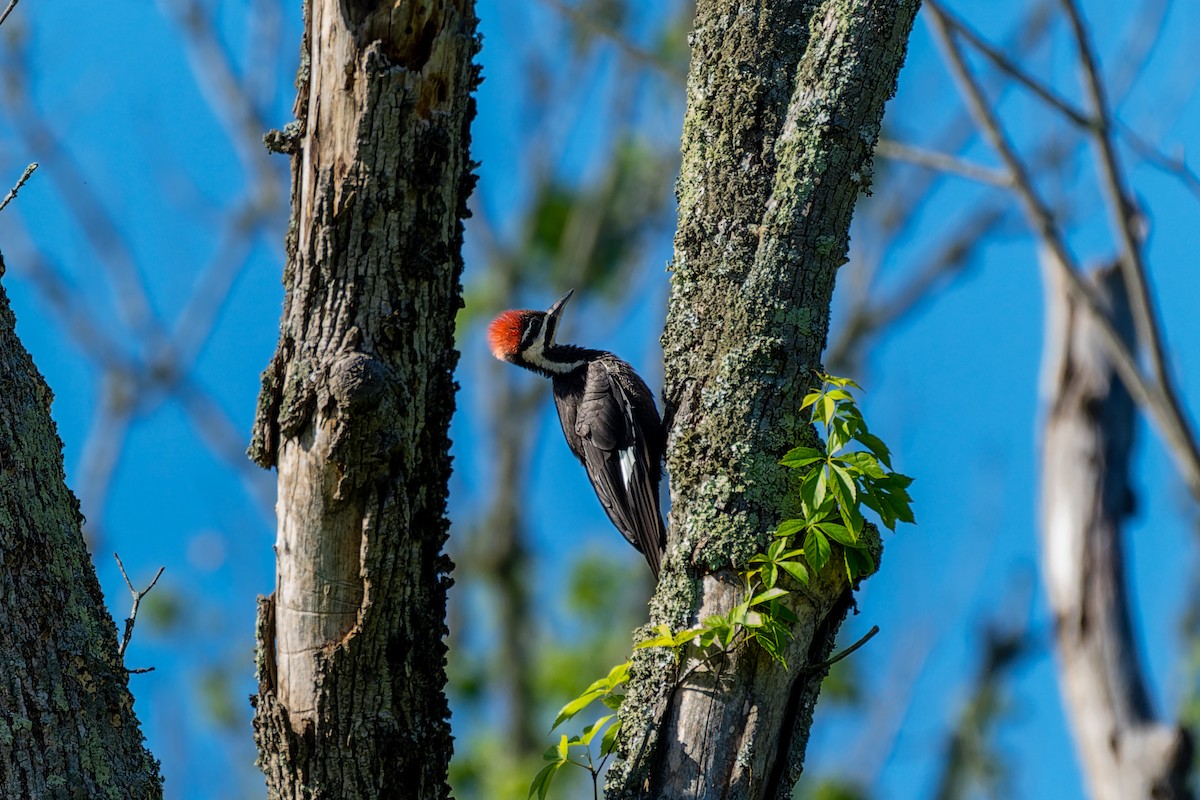 Pileated Woodpecker - Rick Veazey