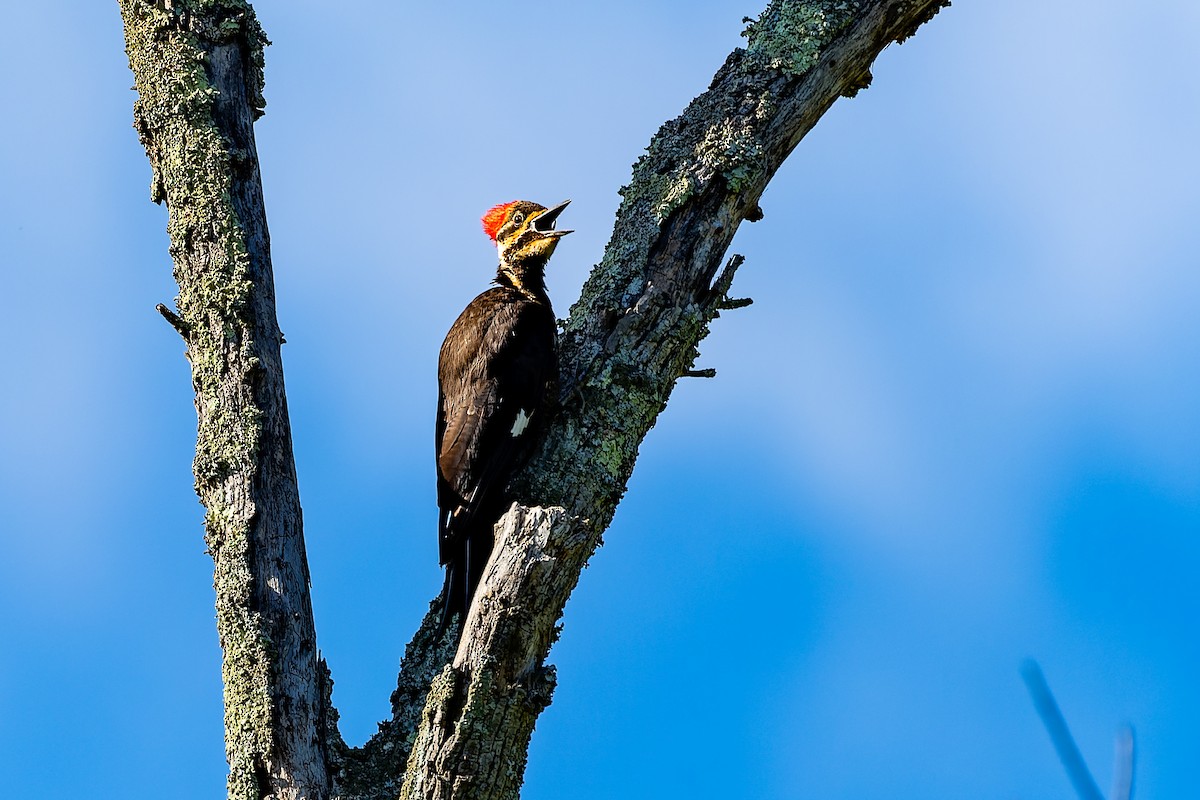 Pileated Woodpecker - Rick Veazey