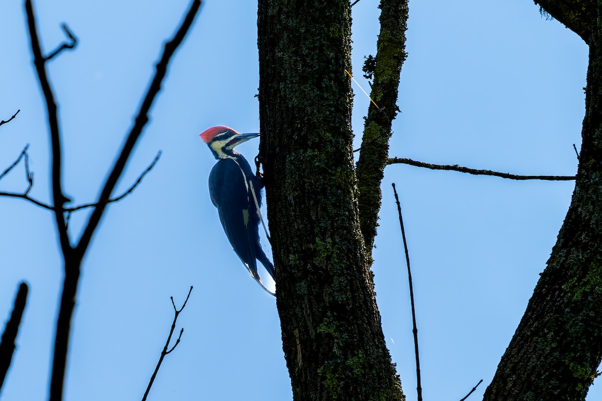 Pileated Woodpecker - Rick Veazey