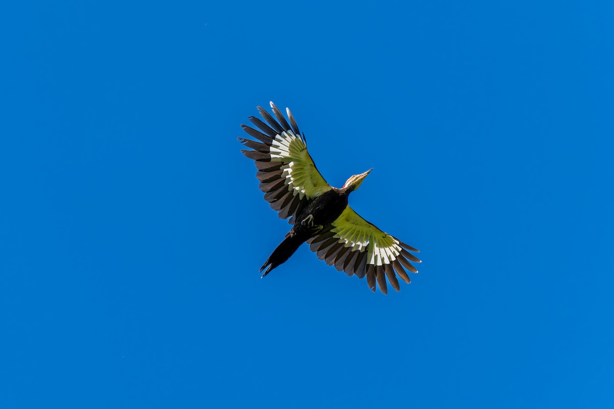 Pileated Woodpecker - Rick Veazey