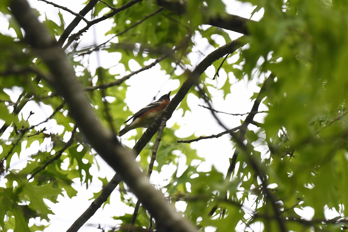 Bay-breasted Warbler - joe demko