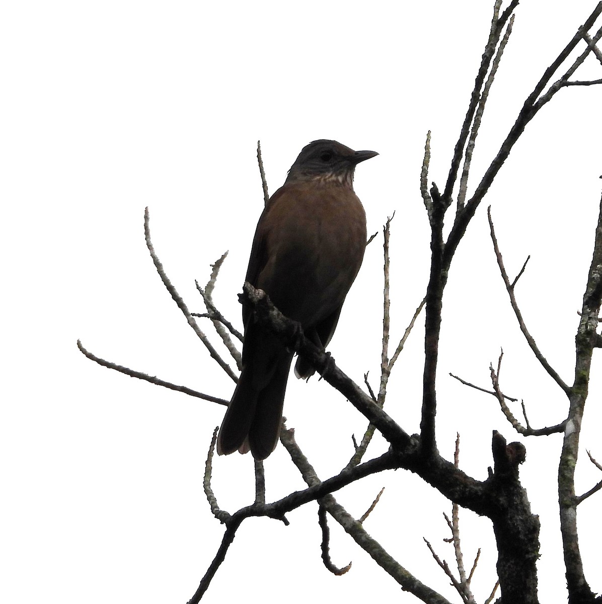 Pale-breasted Thrush - Albeiro Erazo Farfán