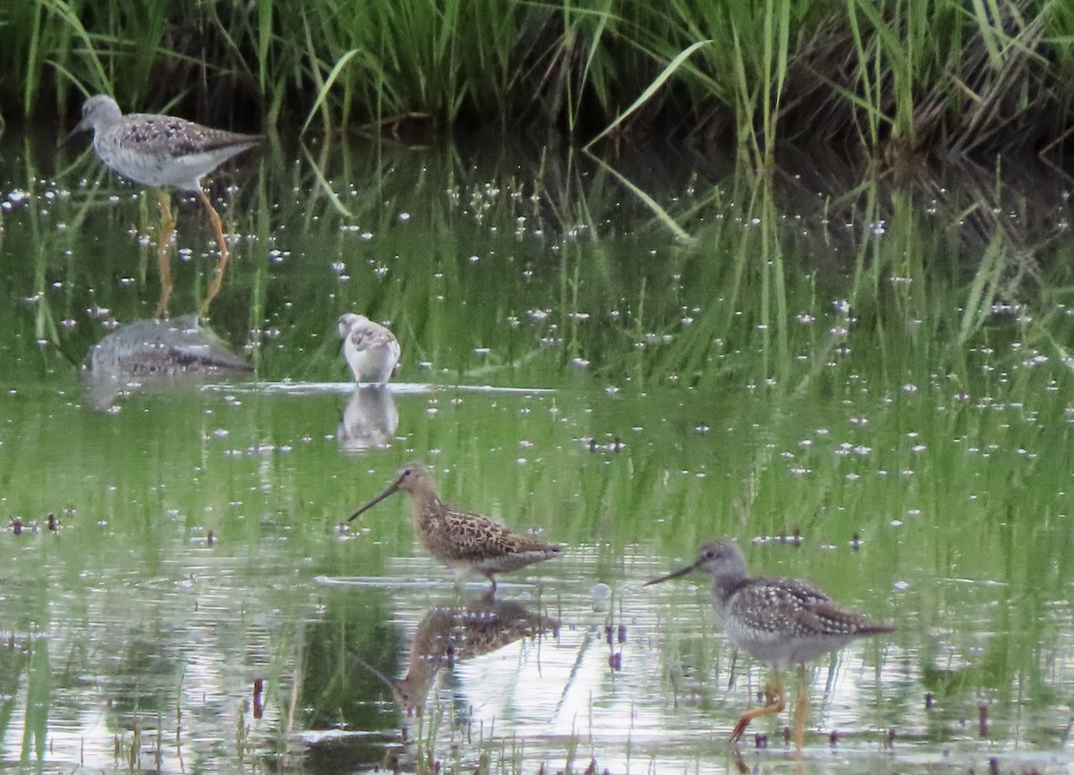 Short-billed Dowitcher - Laurie Reynolds