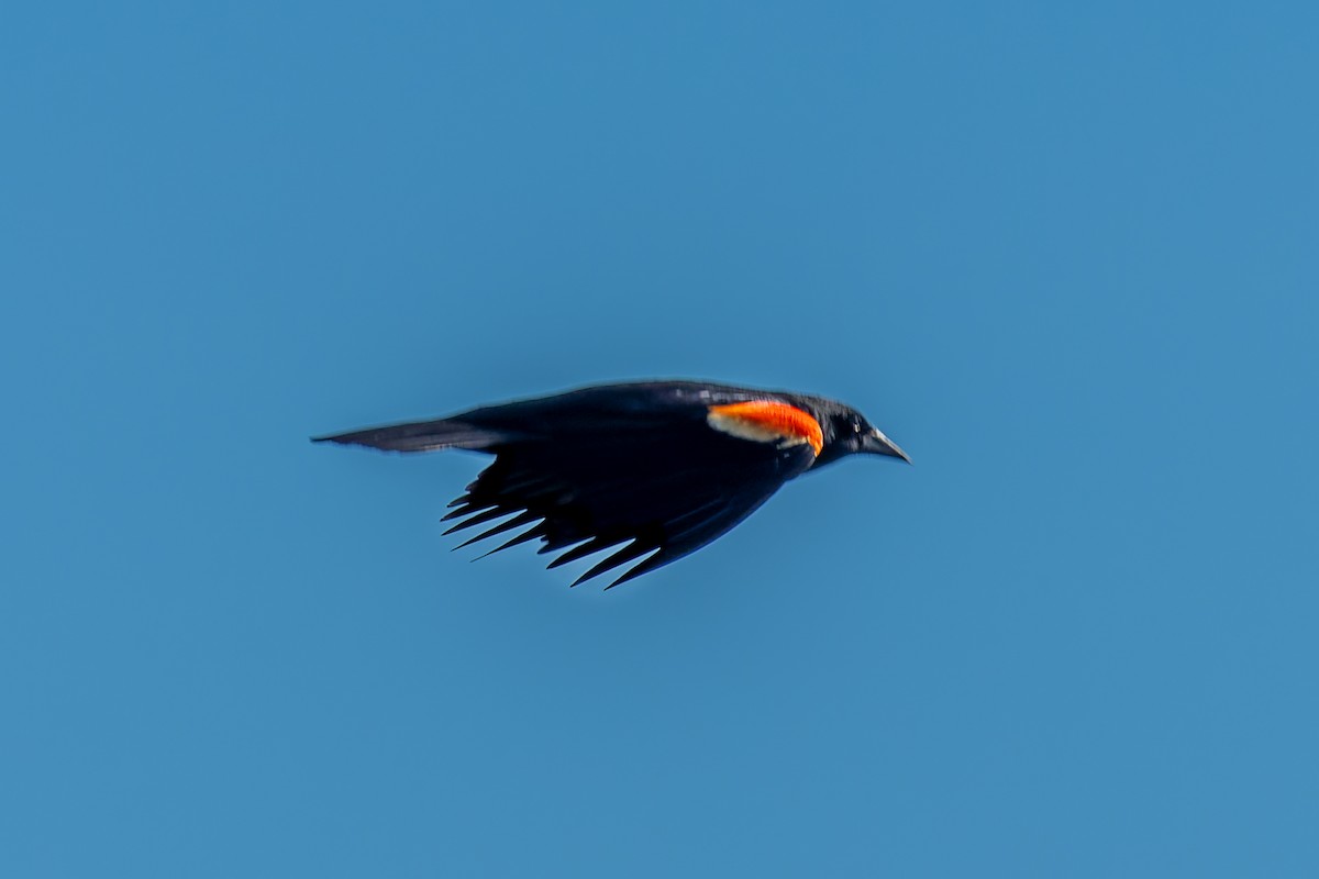 Red-winged Blackbird - Rick Veazey