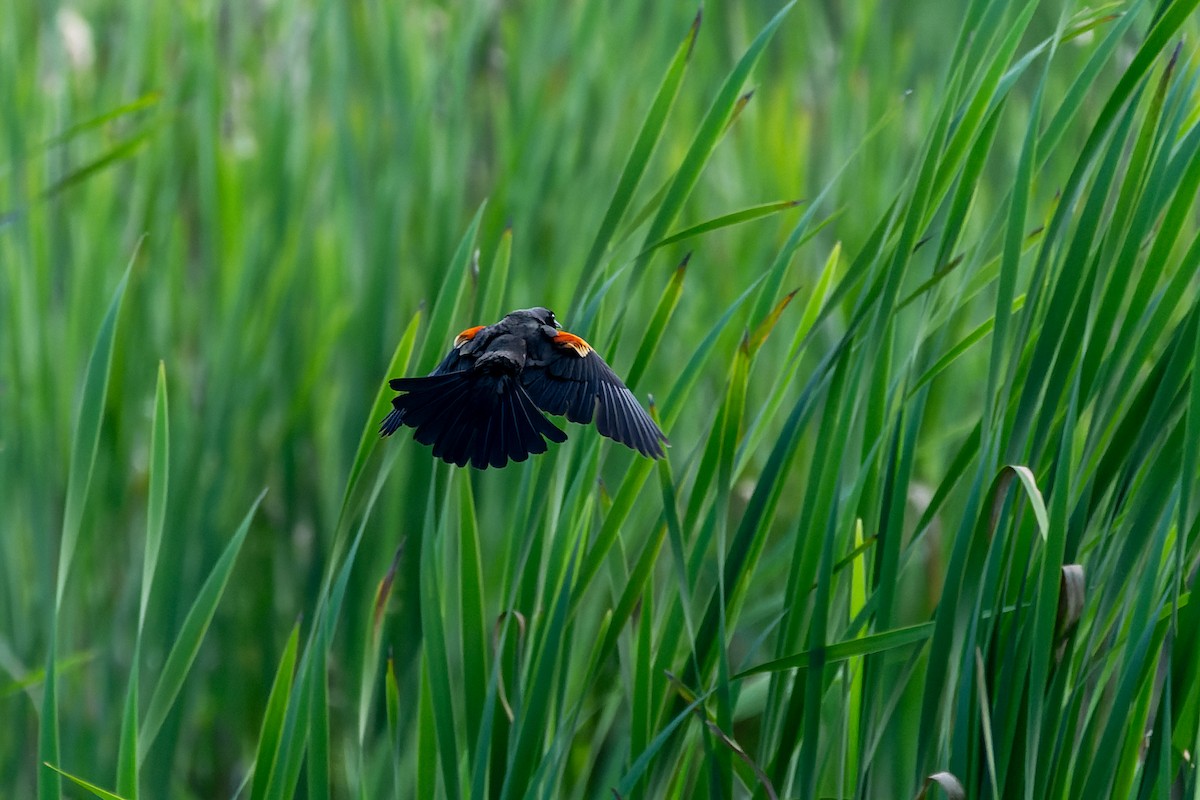 Red-winged Blackbird - Rick Veazey