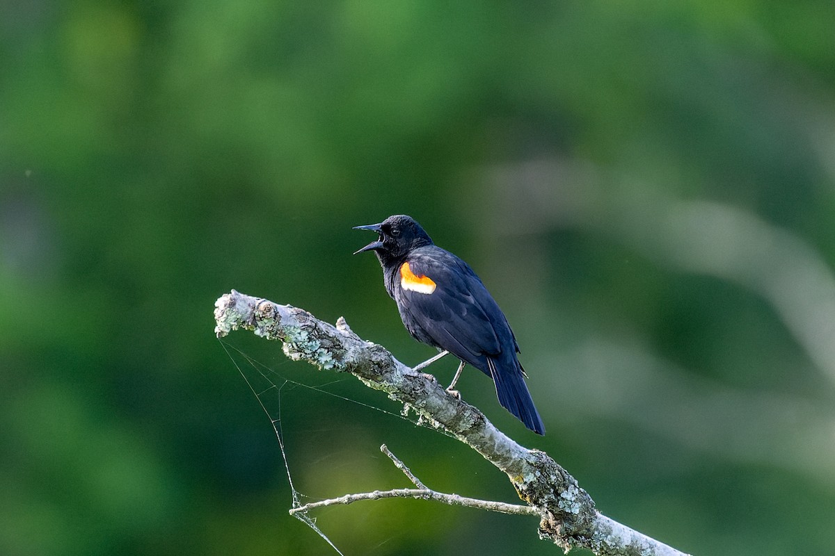 Red-winged Blackbird - Rick Veazey