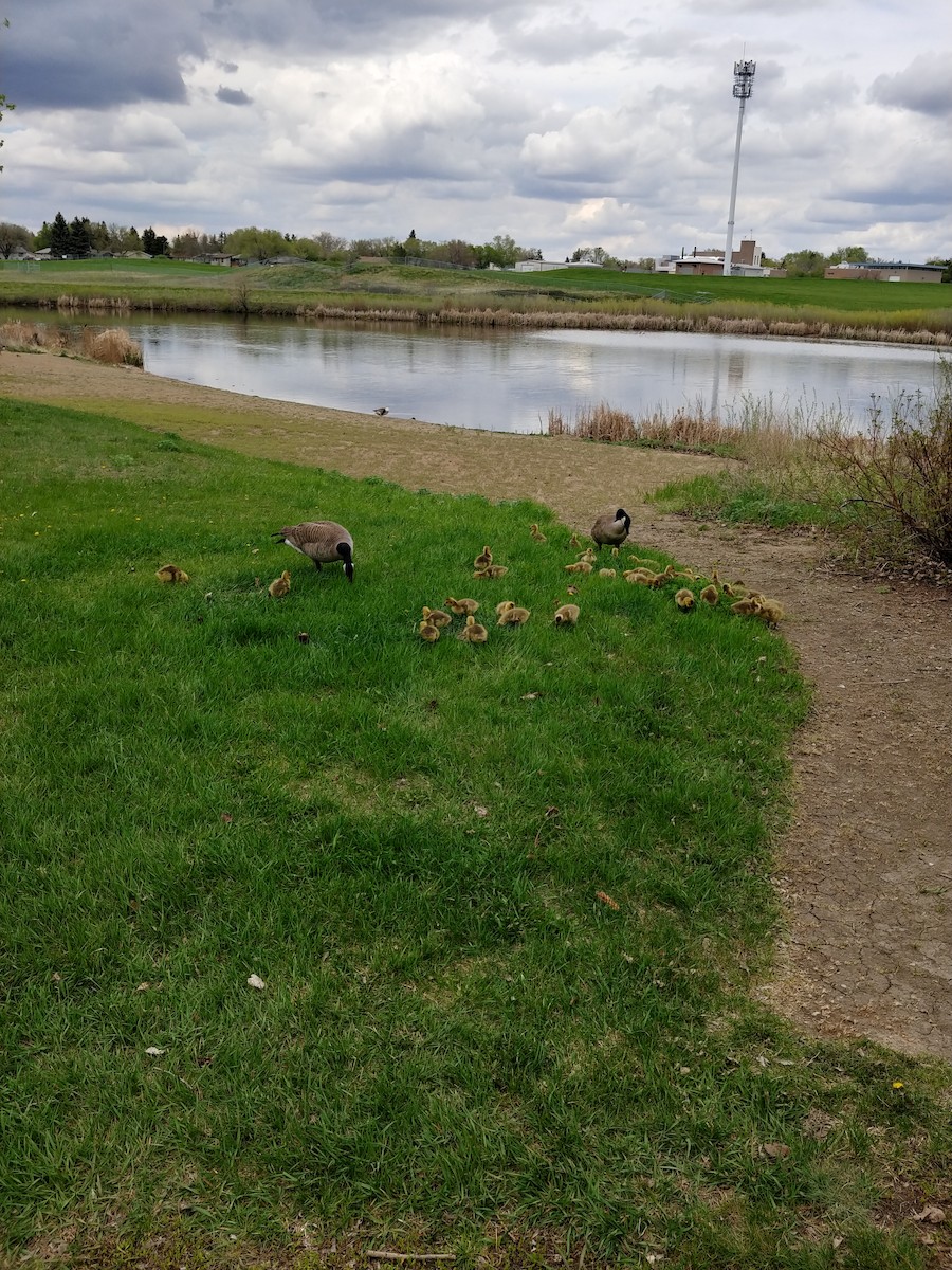 Canada Goose - Nicole Krikun