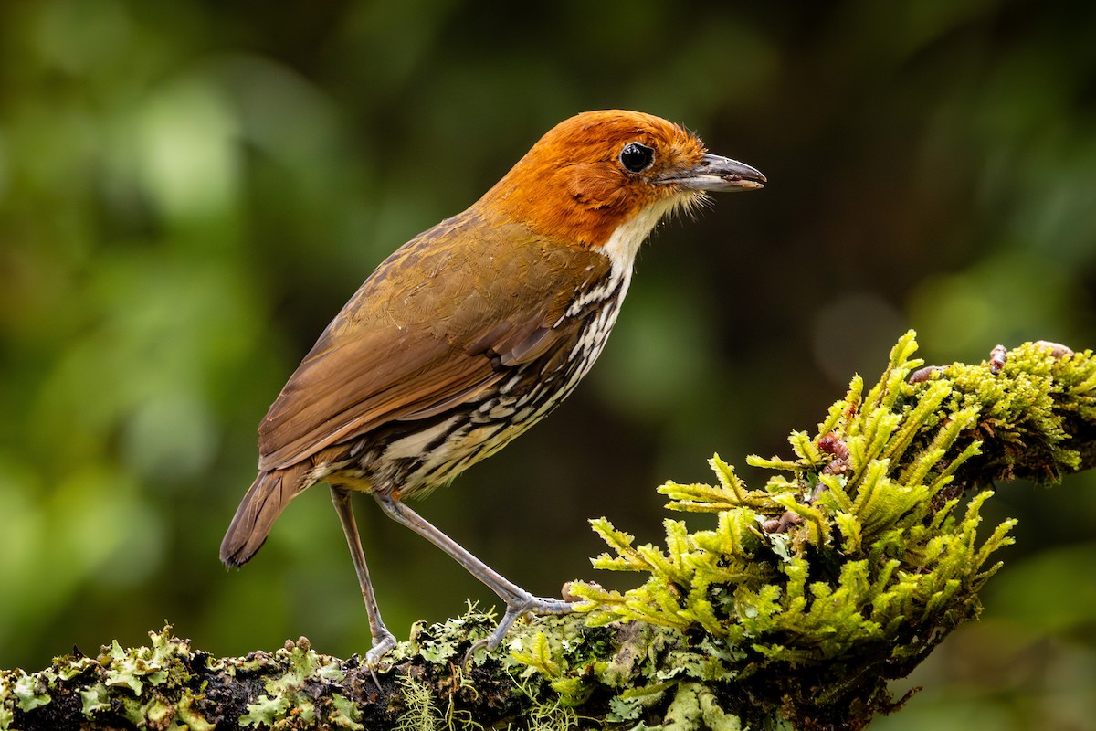 Chestnut-crowned Antpitta - Michael Cook
