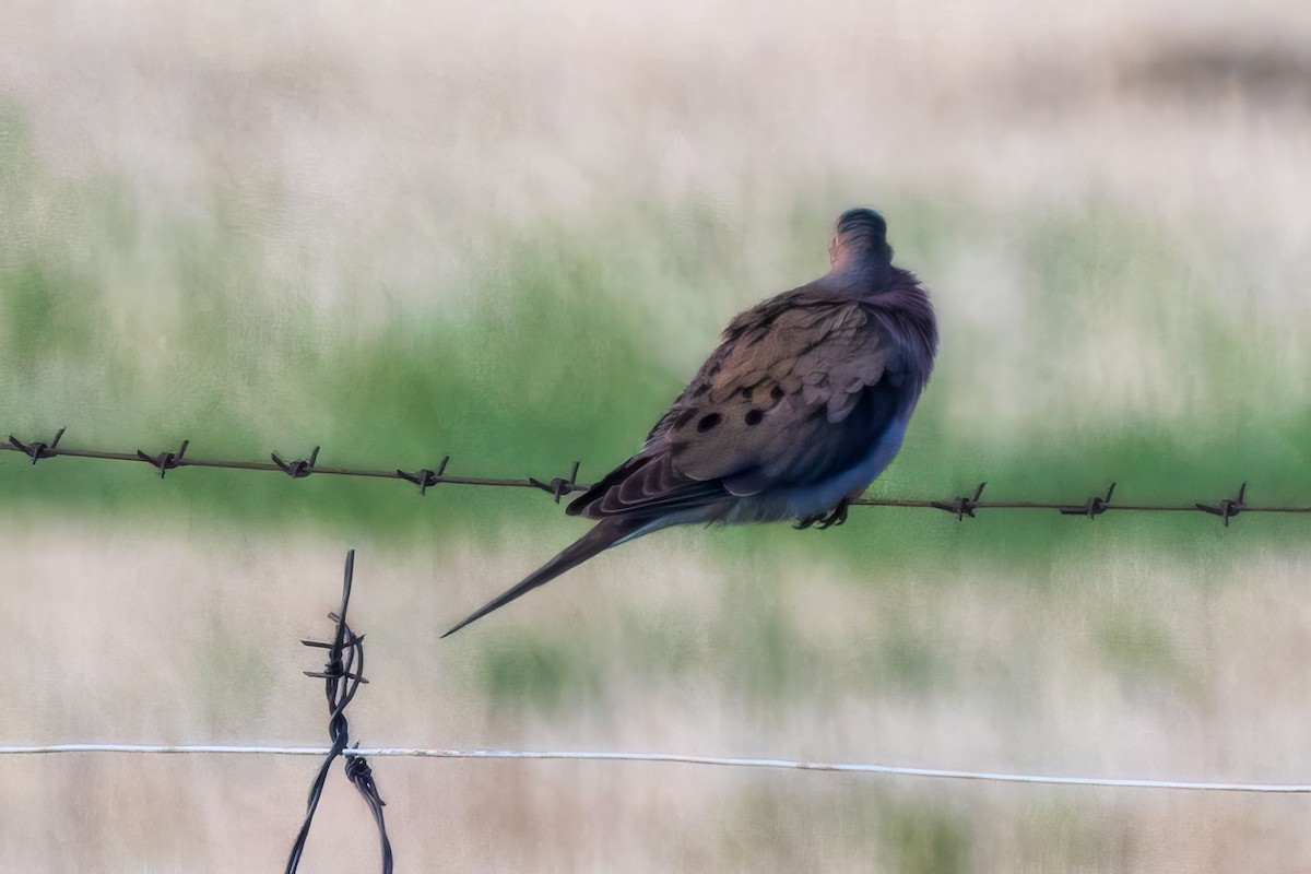 Mourning Dove - ML619317562