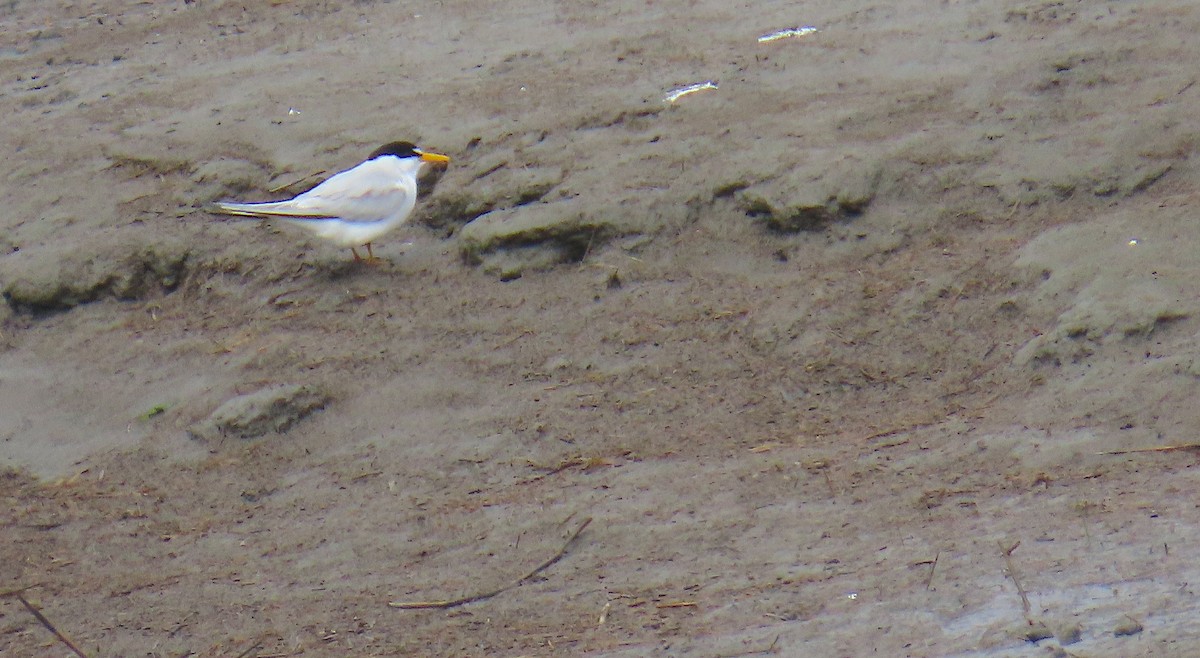 Least Tern - Hannah Floyd