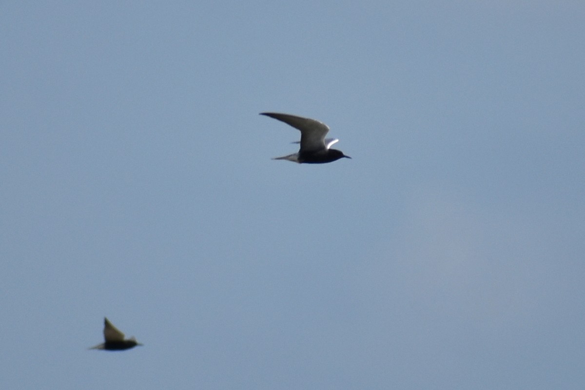 Black Tern - Claire H