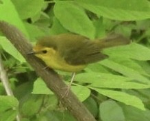 Hooded Warbler - Mia Burroughs