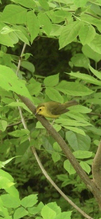 Hooded Warbler - Mia Burroughs