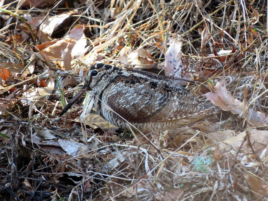 Eurasian Woodcock - ML619317613