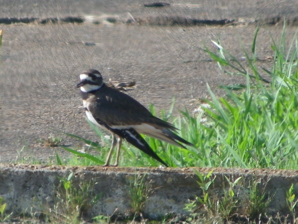 Killdeer - ML619317615