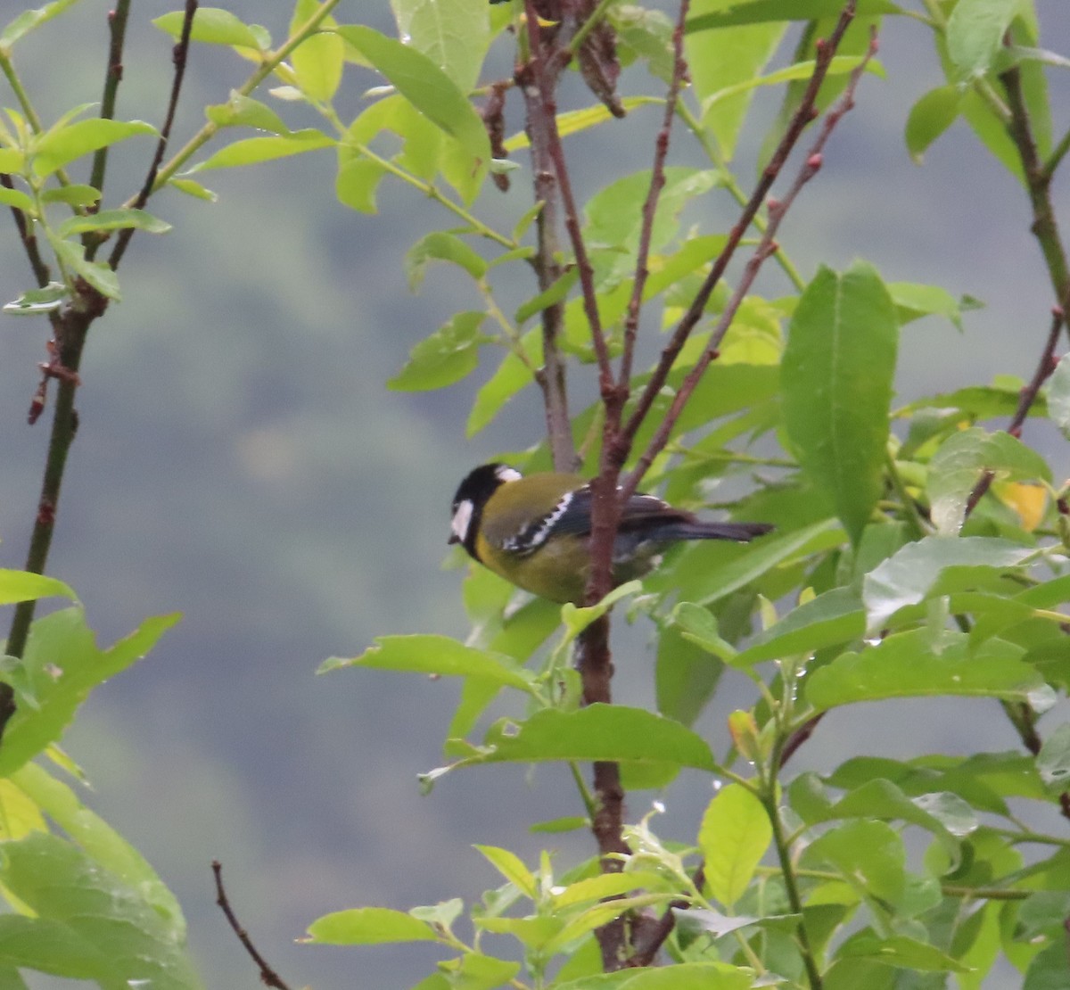 Green-backed Tit - ML619317620