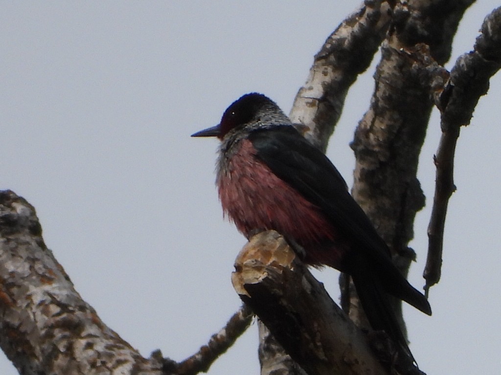 Lewis's Woodpecker - Tammy Bradford